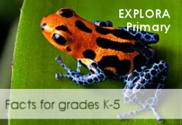 "Explora Primary" text over photo of a poison dart frog