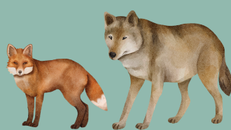 fox and wolf clipart