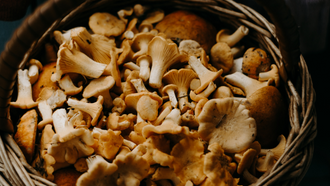 basket of edible mushrooms