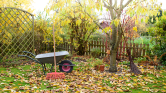 photo of lawn covered in autumn leaves, wheelbarrow, rake